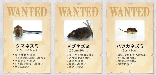 キャッツ ネズミ駆除 特徴