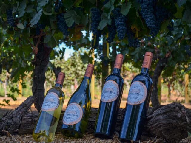 DONUM PREMIUM ドヌム プレミアム