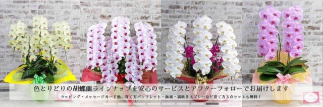 クマサキ洋ラン農園 ランノハナドットコム